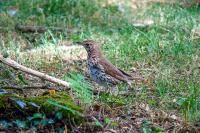 Turdus philomelos