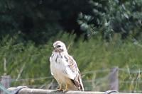 Buteo buteo