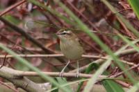 Acrocephalus schoenobaenus