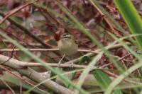 Acrocephalus schoenobaenus