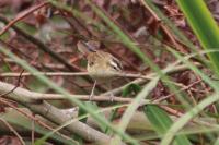 Acrocephalus schoenobaenus