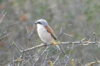 Lanius collurio