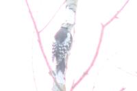 Dendrocopos medius