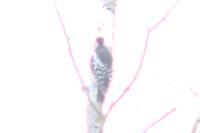Dendrocopos medius