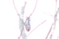 Dendrocopos medius