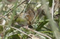 Cisticola juncidis