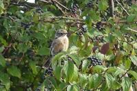 Saxicola rubicola