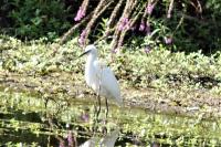 Egretta garzetta