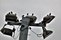 Sturnus vulgaris