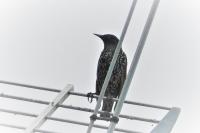 Sturnus vulgaris