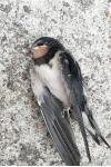 Hirundo rustica