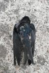 Hirundo rustica