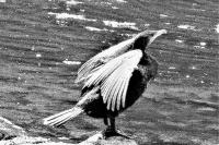 Phalacrocorax carbo