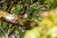 Muscicapa striata