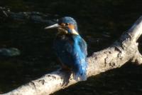 Alcedo atthis