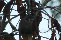 Turdus merula