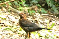 Turdus merula