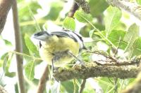 Cyanistes caeruleus