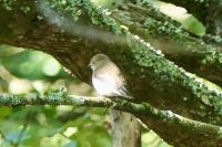 Ficedula hypoleuca