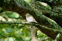 Ficedula hypoleuca