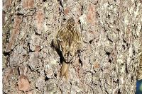 Certhia brachydactyla