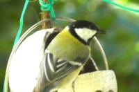 Parus major