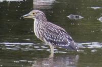 Nycticorax nycticorax