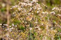Cisticola juncidis