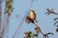 Cisticola juncidis