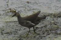 Gallinula chloropus