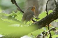 Erithacus rubecula