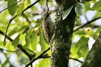 Certhia brachydactyla