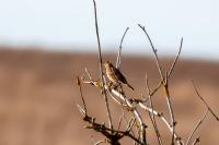 Anthus pratensis