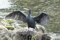 Phalacrocorax carbo