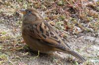 Passer domesticus