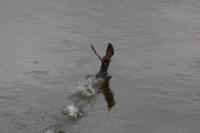 Phalacrocorax carbo