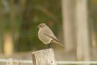 Phoenicurus ochruros