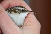 Certhia brachydactyla