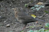 Turdus merula