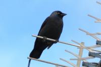 Corvus monedula