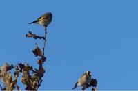 Carduelis carduelis