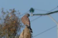 Falco tinnunculus