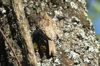 Certhia brachydactyla