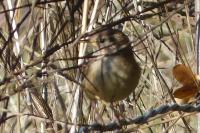 Troglodytes troglodytes