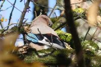 Garrulus glandarius