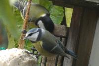 Cyanistes caeruleus