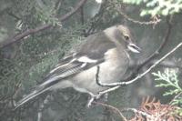 Fringilla coelebs