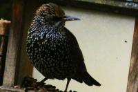 Sturnus vulgaris