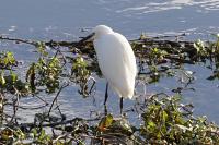 Egretta garzetta