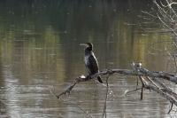 Phalacrocorax carbo
